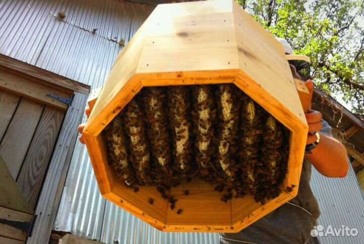 Пчелосемьи