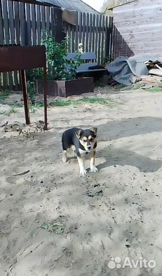 Щенок в добрые руки