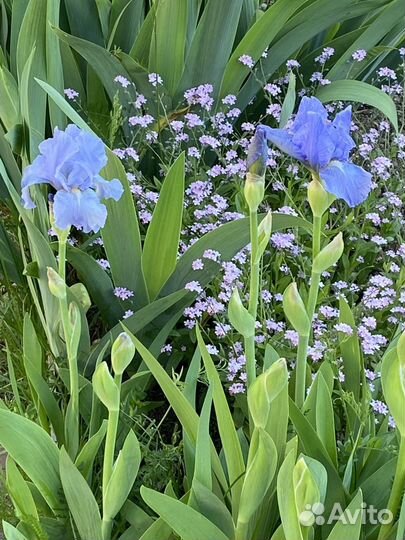 Голубой Ирис