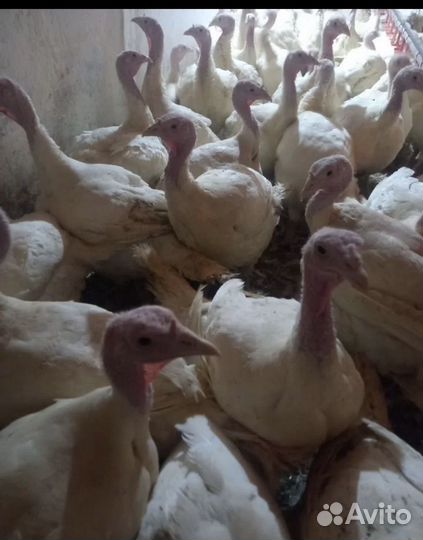 Индейка Виктория