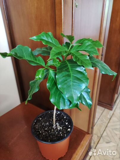 Кофейные деревья Арабика