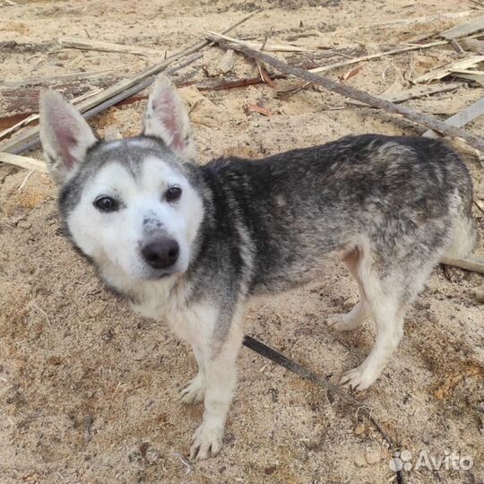 Хася ищет дом