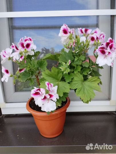 Пеларгония