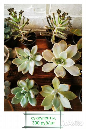 Суккуленты в горшках