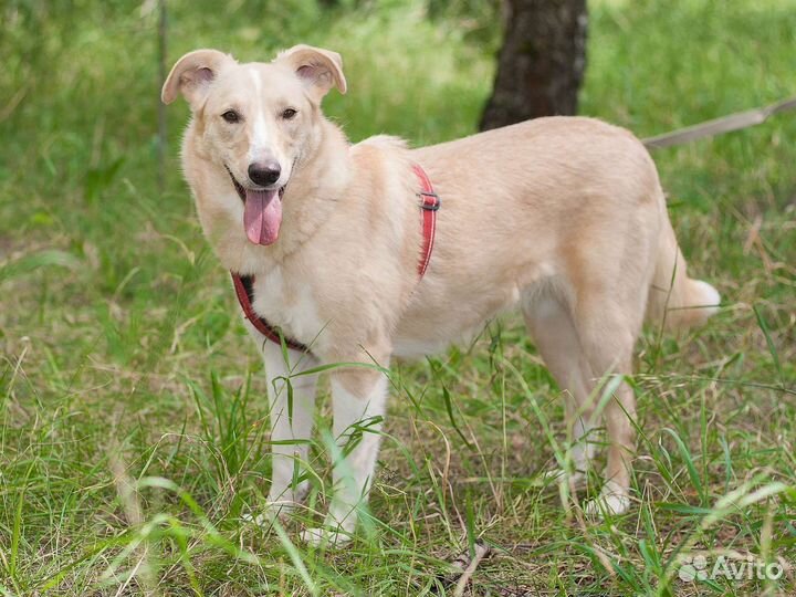 Домашняя собачка ждёт в приюте