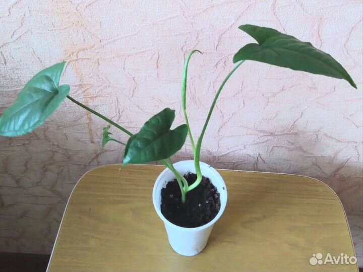 Сингониумы