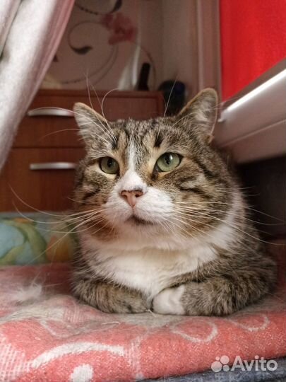 Ласковый спокойный домашний Яша 5 лет ищет дом