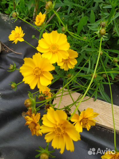 Растения для сада