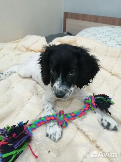 Русский спаниель