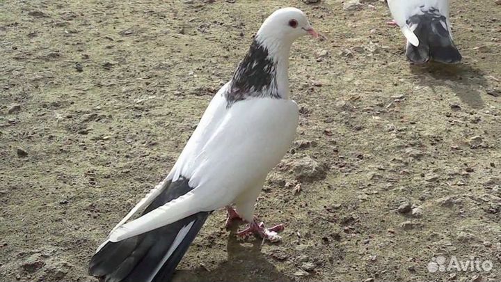 Голуби
