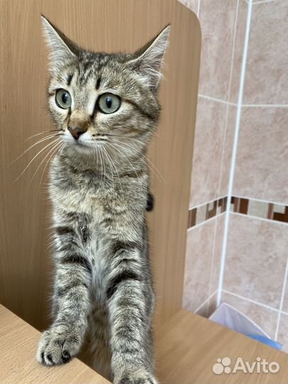 Кошки в добрые руки