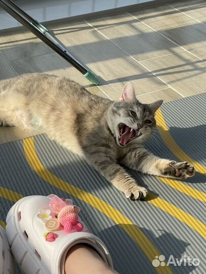 Кошка в дар бесплатно