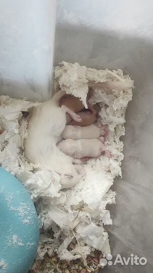 Монгольские песчанки, самки