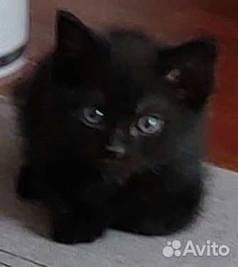Отдам в добрые руки