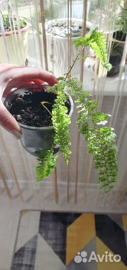 Папоротник нефролепис