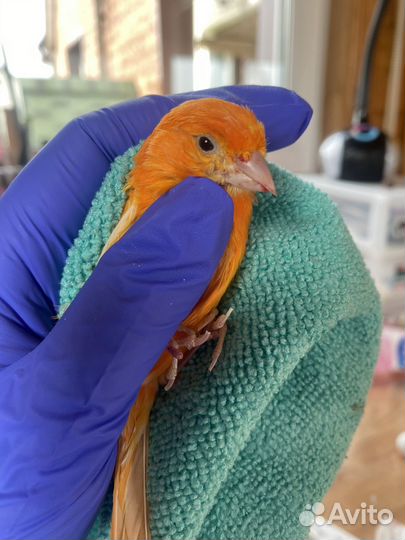 Орнитолог. Онлайн консультация