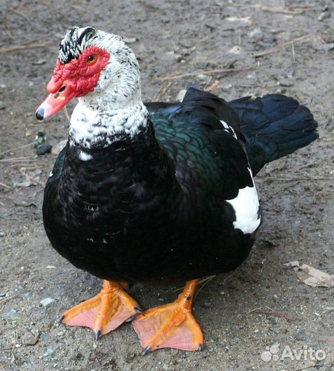Мускусные утки
