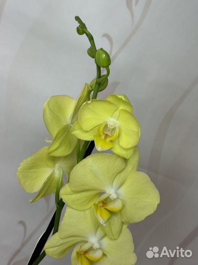 Орхидея фаленопсис
