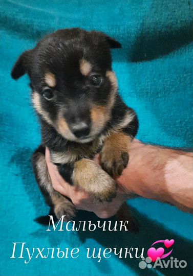 Малыш Пухлые щёчки ищет свою семью
