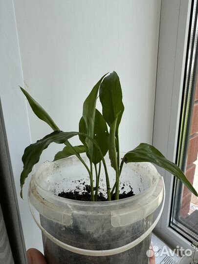 Спатифиллум женское счастье