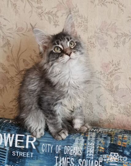 Котята мейн-кун