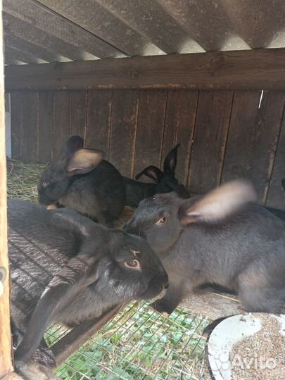 Продам кроликов