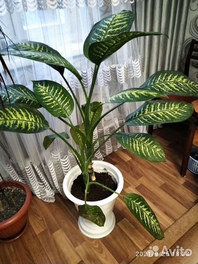 Диффенбахия