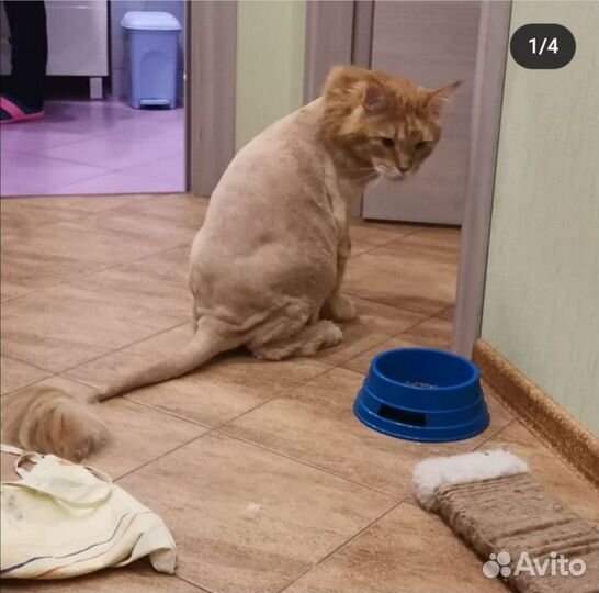 Стрижка кошек и котов без наркоза