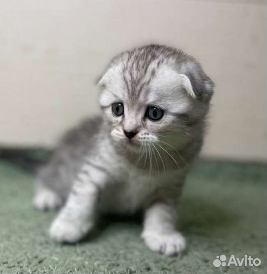 Шотландские котята