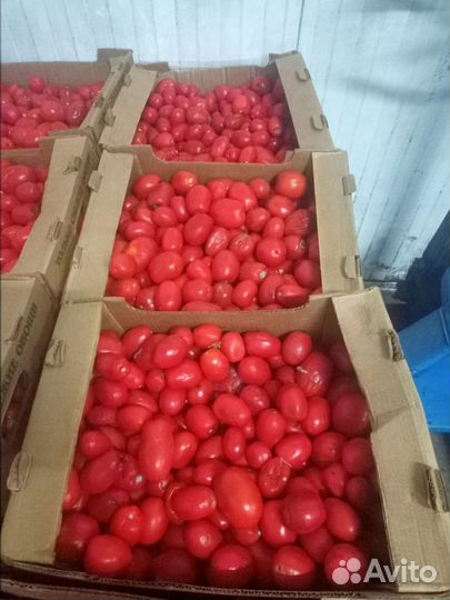 Помидор сливка оптом