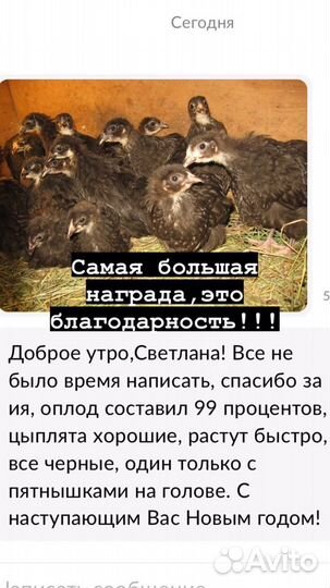 Джерсийский гигант инкубационное яйцо