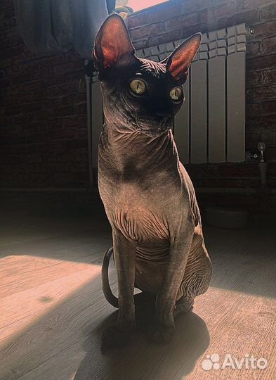 Кот сфинкс канадский вязка