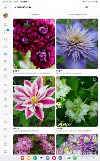 Саженцы клематиса