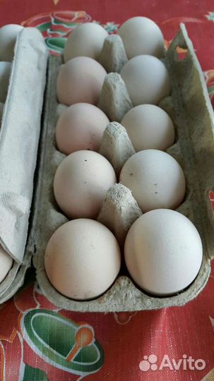 Домашние куриные яйца