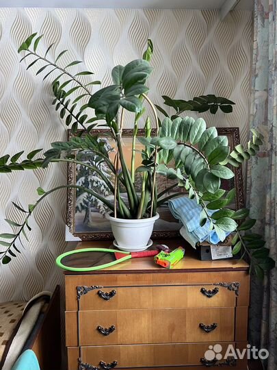 Замиокулькас долларовое дерево