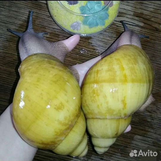 Улитята F2 гигантских улиток Иктерика/кроссривер