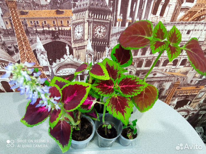 Комнатные растения цветы