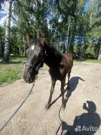 Недоуздок для жеребят