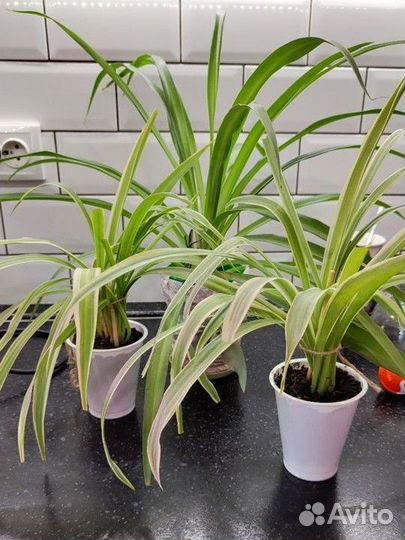 Комнатные растения цветы