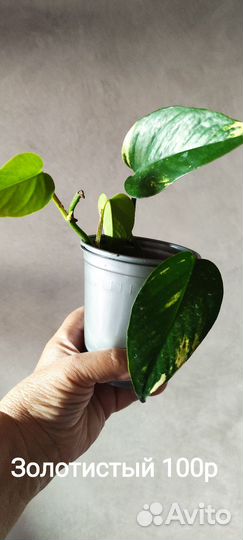 Сциндапсус (Эпипремнум) Укоренённые и на срез