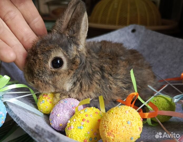 Карликовые домашние крольчата.1.5 месяца