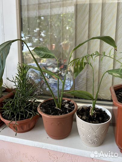 Спатифиллум в горшке