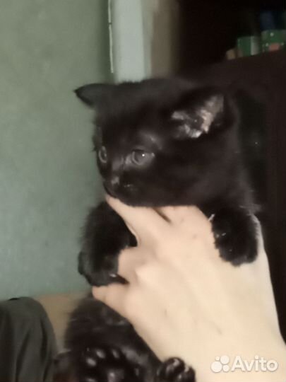 Черный котенок
