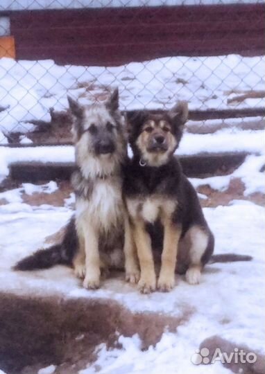 Подарите дом Мишутке