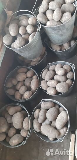 Семенной картофель