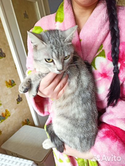 Кошка в дар