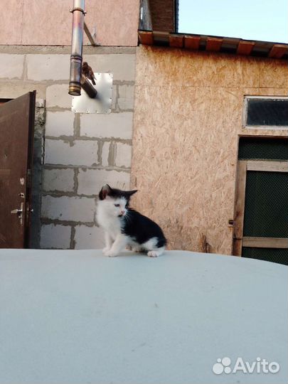 Котята