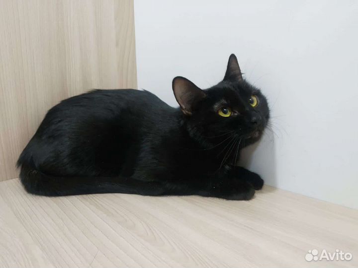 Кошка в дар