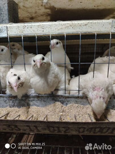 Яйца перепелиные инкубационное.Белый техасец