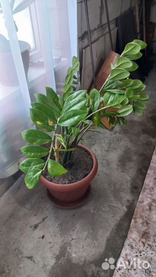 Замиокулькас